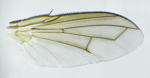 Stevenia sp.